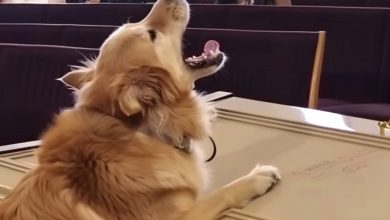 Photo of A dog barked at a coffin during a funeral, and when the son grew suspicious and opened it, he discovered it was empty