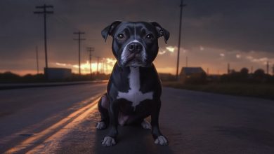 Photo of A neglected Pitbull loses hope in humanity—until a cancer patient teaches him the true meaning of love