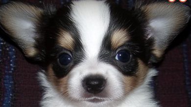 Photo of A deserted puppy becomes the angel a mourning elderly man had prayed for