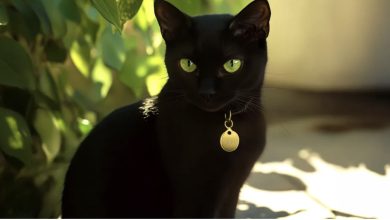 Photo of While gardening, I discovered a cat with an ID tag. I called the number, got offered $100K, but declined—and found happiness