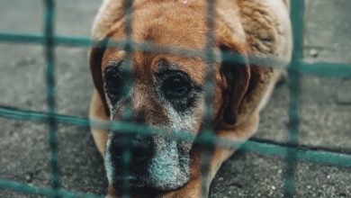 Photo of I decided to adopt the shelter’s oldest dog, fully aware that she had only a month left to live—and I was determined to make her final days the happiest of her life