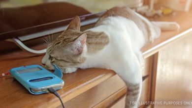 Photo of Every day, an older woman discovers cash on the floor, watches her cat retrieve it, and decides to follow him—today’s tale