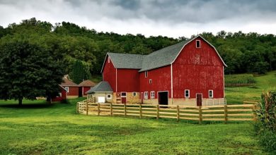 Photo of Three Astonishing Farm Tales That Seem Too Outlandish to Be True