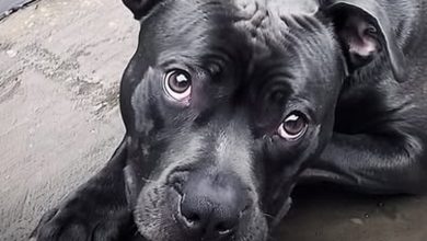 Photo of An abandoned pit bull had almost given up on humanity—until a compassionate cancer patient rekindled his belief in true love