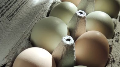 Photo of My mother-in-law took eggs from my refrigerator—and what I captured on hidden camera afterward made my blood run cold