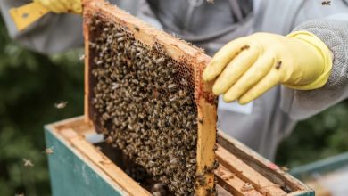 Photo of After our late father passed away, he left me only his apiary while my sister took the house and shut me out—but one beehive held a secret that changed everything