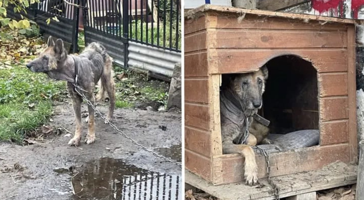 Abandoned Dog Finds Hope and Love Through Compassionate Rescue | LOLitopia