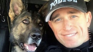 Photo of My Loyal K9 Partner Saved My Life Last Year — But This Morning, Something Was Wrong and He Refused to Get in the Car