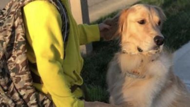 Photo of EVERY MORNING MY DOG TRIED TO STOP HIM FROM LEAVING—BUT TODAY FELT DIFFERENT