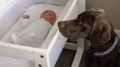 Photo of They caught their newly adopted stray dog biting from their newborn baby’s crib in the middle of the night. When they looked more closely at the baby and saw what the dog did, they began to cry: -> check the comments