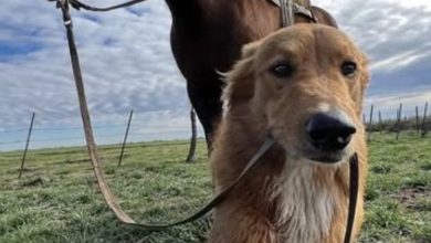 Photo of MY FARM DOG CAME BACK WITH A HORSE—AND A MYSTERY I DIDN’T EXPECT