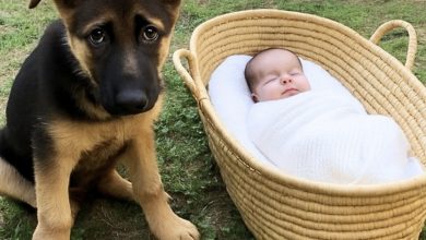 Photo of Faithful Canine Guides Its Owner to a Startling Find: An Infant Abandoned All Alone