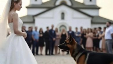 Photo of Moments Before the Vows, the Bride’s Dog Unexpectedly Stepped In and Stole the Spotlight