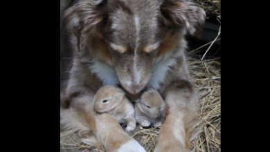 Photo of I CAUGHT MY DOG HIDING SOMETHING—AND IT CHANGED EVERYTHING I THOUGHT I KNEW