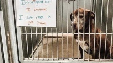 Photo of I DIDN’T MEAN TO STOP AT THE SHELTER—BUT HER EYES WOULDN’T LET ME LEAVE