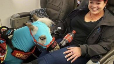 Photo of The Woman’s Service Horse Seemed Calm—Until We Hit 30,000 Feet and She Whispered to Me