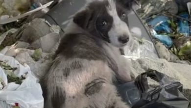 Photo of I Saved a Tiny Puppy Left to Die in a Dumpster — But What the Camera Caught Afterwards Took My Breath Away