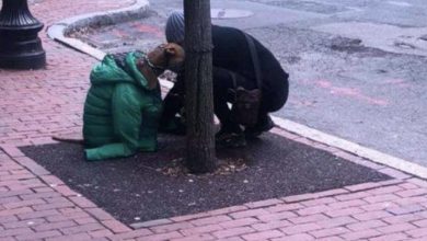 Photo of I THOUGHT SHE WAS HELPING A STRAY—UNTIL THE OWNER STARTED SCREAMING