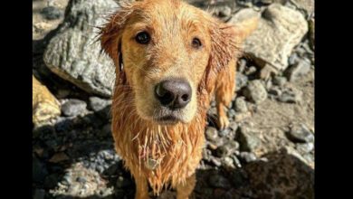Photo of MY DOG FOUND SOMETHING IN THE RIVER—AND IT’S TURNING MY WHOLE WEEK UPSIDE DOWN