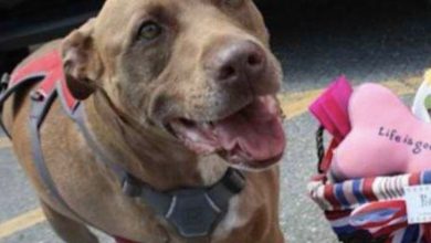 Photo of AITA FOR THROWING A “GOTCHA DAY” PARTY FOR MY RESCUE DOG INSTEAD OF ATTENDING MY NIECE’S BIRTHDAY?