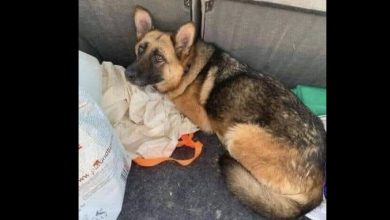 Photo of I Saved Him from the Streets—Then He Slipped Away