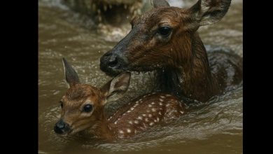 Photo of AITA FOR LETTING ONE ANIMAL GET ATTACKED TO SAVE ANOTHER—EVEN THOUGH I COULD ONLY CHOOSE ONE?