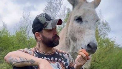 Photo of I MOVED TO THE MOUNTAINS TO BE ALONE—AND FOUND A DONKEY THAT WOULDN’T LEAVE ME ALONE