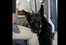Photo of My Flight Took a Wild Turn When a German Shepherd’s Stare—and an Envelope with My Name