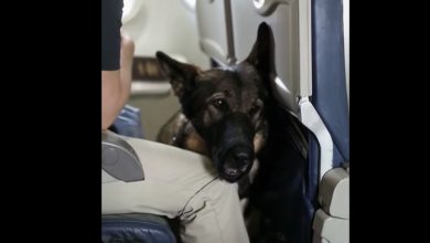 Photo of My Flight Took a Wild Turn When a German Shepherd’s Stare—and an Envelope with My Name