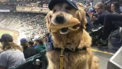 Photo of My dog lunged for a hot dog at the ballpark—and rather than boos, the fans did something that completely stunned me