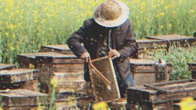 Photo of I was devastated when my grandfather bequeathed me only a shabby apiary—until I lifted the hive lids and uncovered a secret that transformed my life