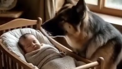 Photo of What Caused the Family Dog’s Strange Behavior Around the Baby—And the Real Reason Will Astonish You