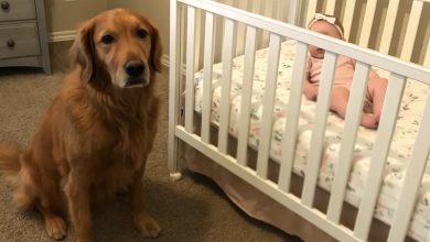 Photo of We nearly relinquished our Golden Retriever for barking at the nanny—until the camera footage left us utterly speechless