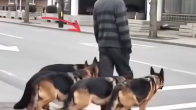 Photo of At first, it seemed like he was simply walking his dogs