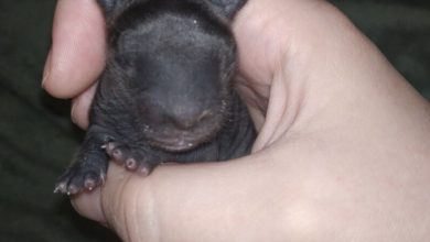 Photo of Man brought home a strange creature from the forest. A year later, he was sh0cked by what had grown out of it