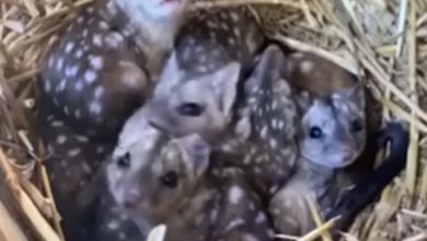 Photo of A Group finds unusually spiky creatures in nest – takes a closer look and jaws drop when they realize what kind of animals they are