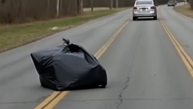 Photo of From a car speeding down the road, a strange-looking package was thrown out — and inside, something was struggling restlessly…