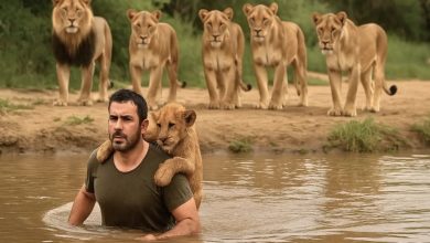 Photo of After saving a lion cub, a man is surrounded by the pride — and what they do is shocking!