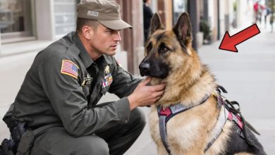 Photo of The retired service dog didn’t even recognize its veteran handler—what unfolded next will send chills down your spine
