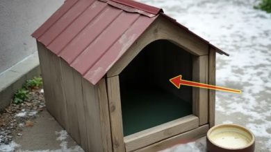 Photo of One afternoon, a young boy disappeared from the yard. Seven years later, his father peered beneath the neighbor’s doghouse—and went ashen