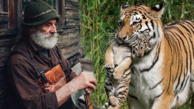 Photo of The tigress gently brought her cub by the scruff to the local ranger, as if imploring him to save its life—then what unfolded the very next day left the entire village speechless