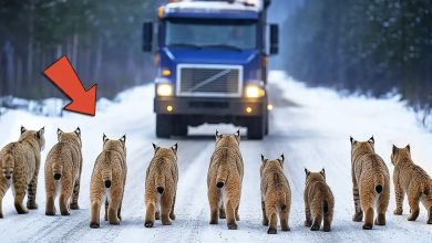 Photo of A Group of Bobcats Encircled the Vehicle—Then What Occurred Next Was Completely Astonishing…