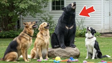 Photo of A bear raised alongside three dogs believes he’s one of them—and what unfolds next is truly astonishing…