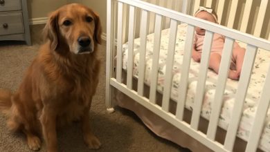 Photo of We almost surrendered our golden retriever because he barked at the nanny—until I watched the camera footage and was stunned