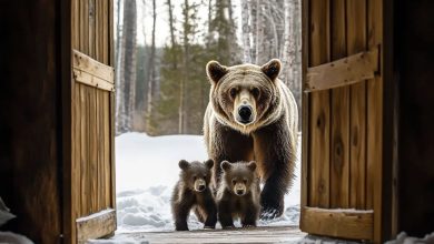 Photo of A man lets a cold, shivering mother bear and her cubs into his house—what happens next is unbelievable!