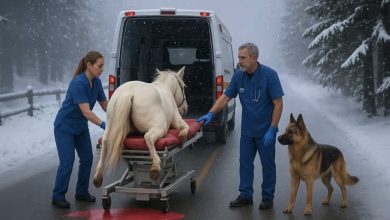 Photo of A German Shepherd implored the man to rescue the pregnant mare and ensure her foal’s safe arrival. What followed needed no words—only the heavens bore witness…