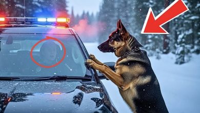 Photo of A German Shepherd blocked a police cruiser on a snow-laden road—what unfolded next utterly stunned the officer…