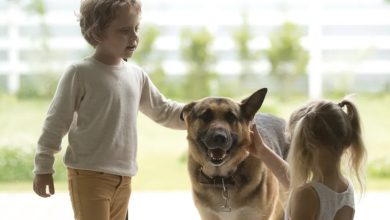 Photo of When the kids left with my mother-in-law, my dog wouldn’t stop howling—so I had to find out why.