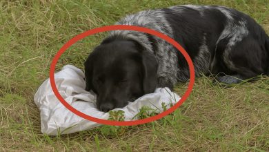 Photo of Biker Discovers Abandoned Dog Clutching Bag in Its Teeth—What’s Inside Leaves Him Frozen