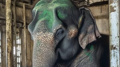 Photo of Abandoned and forgotten for more than eight decades, an elephant finally begins her journey to freedom. And her reaction… is unforgettable.